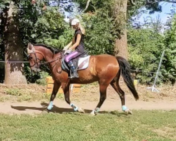 jumper Der kleine Muck 8 (German Riding Pony, 2005, from Da Capo) jumper Der kleine Muck 8 (German Riding Pony, 2005, from Da Capo)