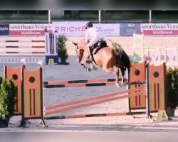 Springpferd Cremona 32 (Oldenburger, 2014, von Cola Zero)