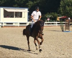 jumper Nice Behaviour (Zangersheide riding horse, 2013, from Nabab de Rêve)