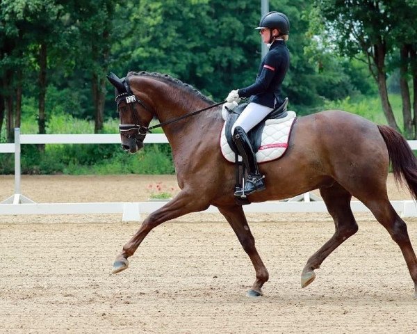 horse Devolution (Hanoverian, 2015, from Don Nobless)