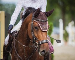 jumper Ne kleine Rakete (Oldenburg show jumper, 2012, from Numero Uno)