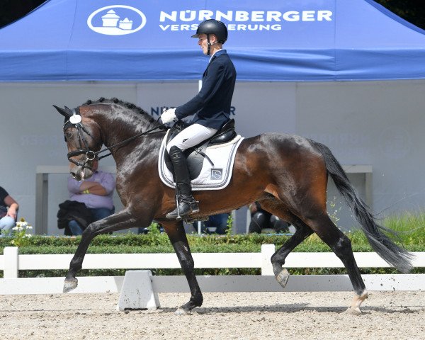 stallion Quadrogold (German Sport Horse, 2016, from Quadroneur)