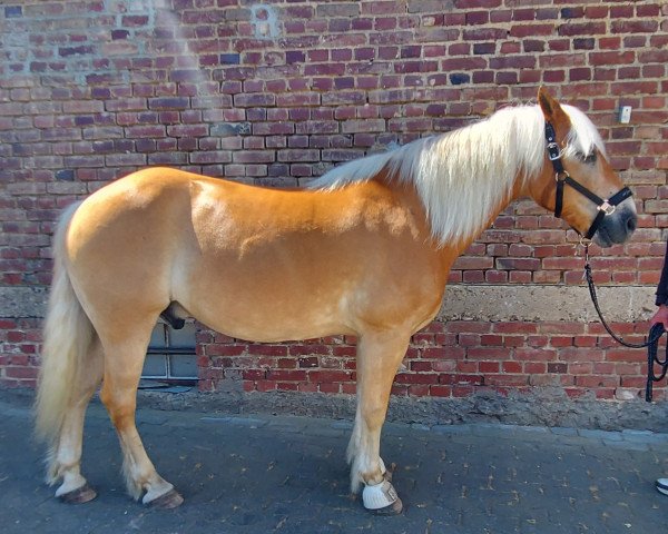 Pferd Mattis (Haflinger, 2001, von Maiko) Pferd Mattis (Haflinger, 2001, von Maiko)