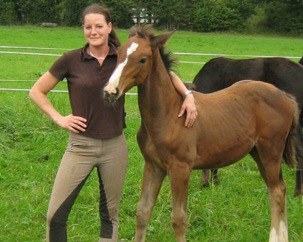 horse Leonardo H (Hanoverian, 2011, from Longton)