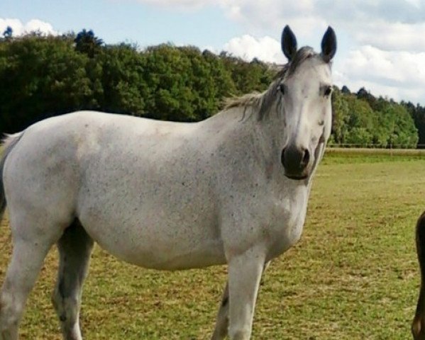 horse Fantasie (Hessian Warmblood, 2001, from Fulminant)