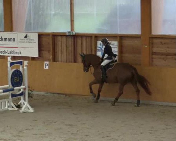 Hallenspringturnier Xanten - Reitanlage Miß 2015