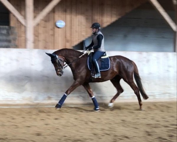 dressage horse Quintessa J (Hanoverian, 2014, from Quantensprung 3)