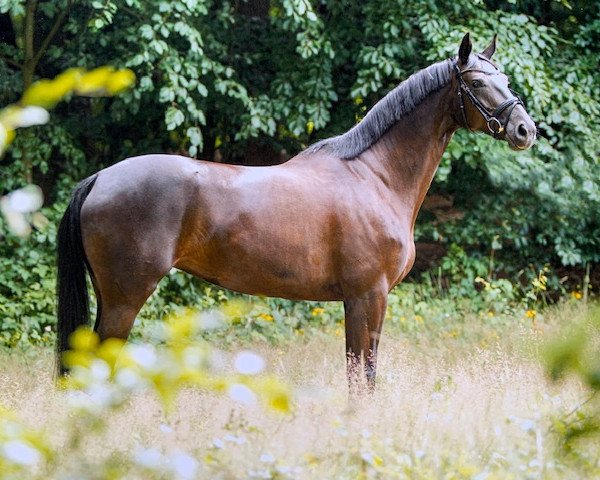 dressage horse Lemony's London Girl (Hanoverian, 2015, from Lemony's Nicket)
