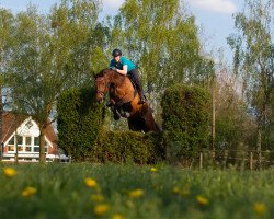 broodmare Raving Beauty D (Westphalian, 2013, from Rock Forever NRW)