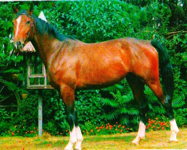 Cavallo Donja 151 (Brandenburghese, 1996, di Drosselbart)