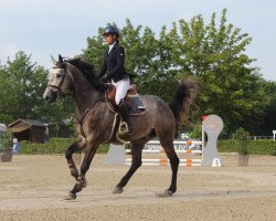 jumper King (KWPN (Royal Dutch Sporthorse), 2015, from Canturano I)