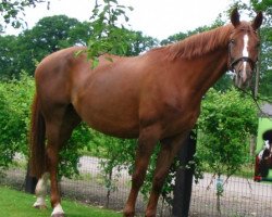 broodmare Sister Pleasure Mispelaere (Belgian Warmblood, 1995, from For Pleasure)