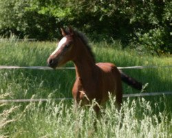 jumper Corax U (Westphalian, 2012, from DSP Con Spirit)