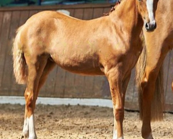 horse Cassiopeia Royale RW (German Riding Pony, 2020, from DSP Cosmo Royale)