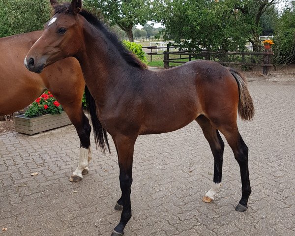 Pferd Parado (Hengstfohlen aus Diarado) (KWPN (Niederländisches Warmblut), 2020, von Diarado)