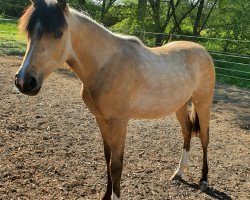 Pferd Cascada (Deutsches Reitpony, 2019, von Dating AT NRW)