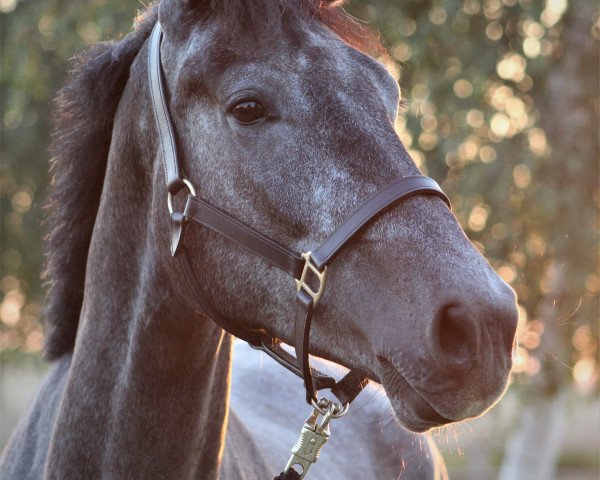 horse Fritz 734 (Westphalian, 2017, from Floris TN)
