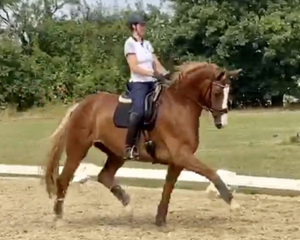dressage horse Royal Touch 37 (Rhinelander, 2015, from Royal Classic II)