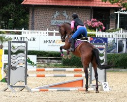 dressage horse Casscaya (Holsteiner, 2015, from Crunch 3)