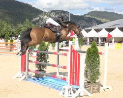 jumper Donna Blue (KWPN (Royal Dutch Sporthorse), 2008, from Quasimodo Z)