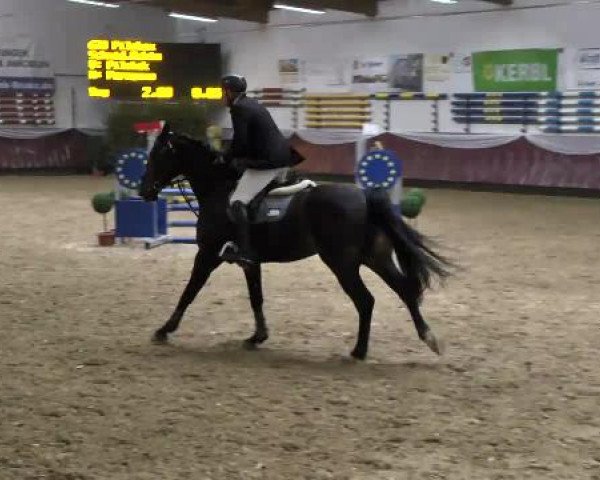 Springturnier Reiterhof Laurent 2015