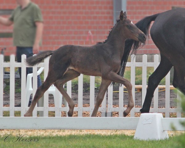 horse HK Ravenna Runa (Westphalian, 2020, from Rohjuwel OLD)