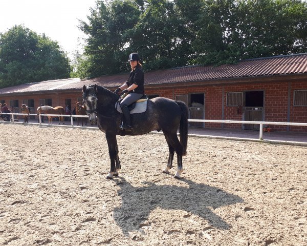 horse Colin (Holsteiner, 2013, from Connor 48)