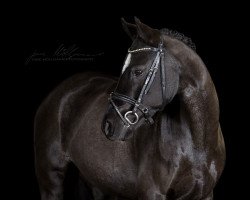 dressage horse Melina P (German Riding Pony, 2006, from Calvados)