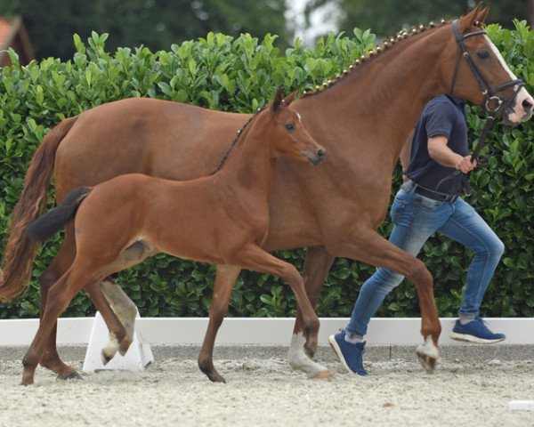 horse Stutfohlen von Cascadello x Lissabon (German Warmblood, 2020, from Cascadello)