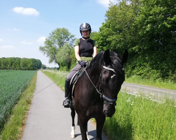 broodmare Serenade 159 (Westphalian, 2005, from Sir Bedo)