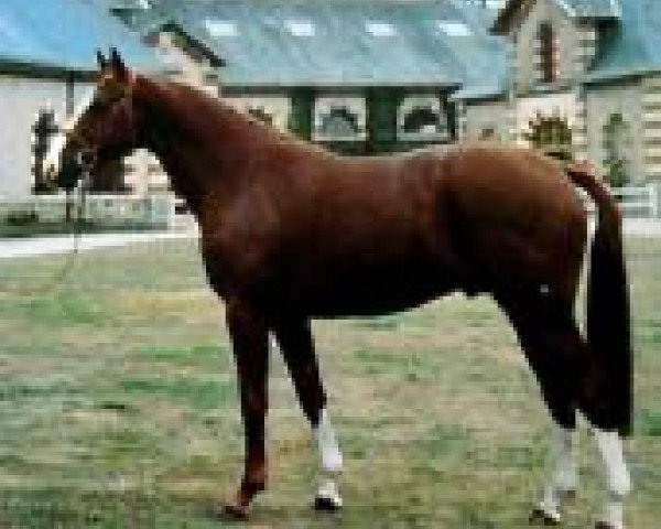 stallion Voyou de Frevent (Selle Français, 1987, from Narcos II)