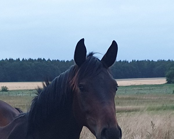 horse Damiro G (Hanoverian, 2018, from Danzador)