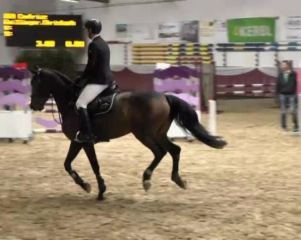 Springturnier Reiterhof Laurent 2015