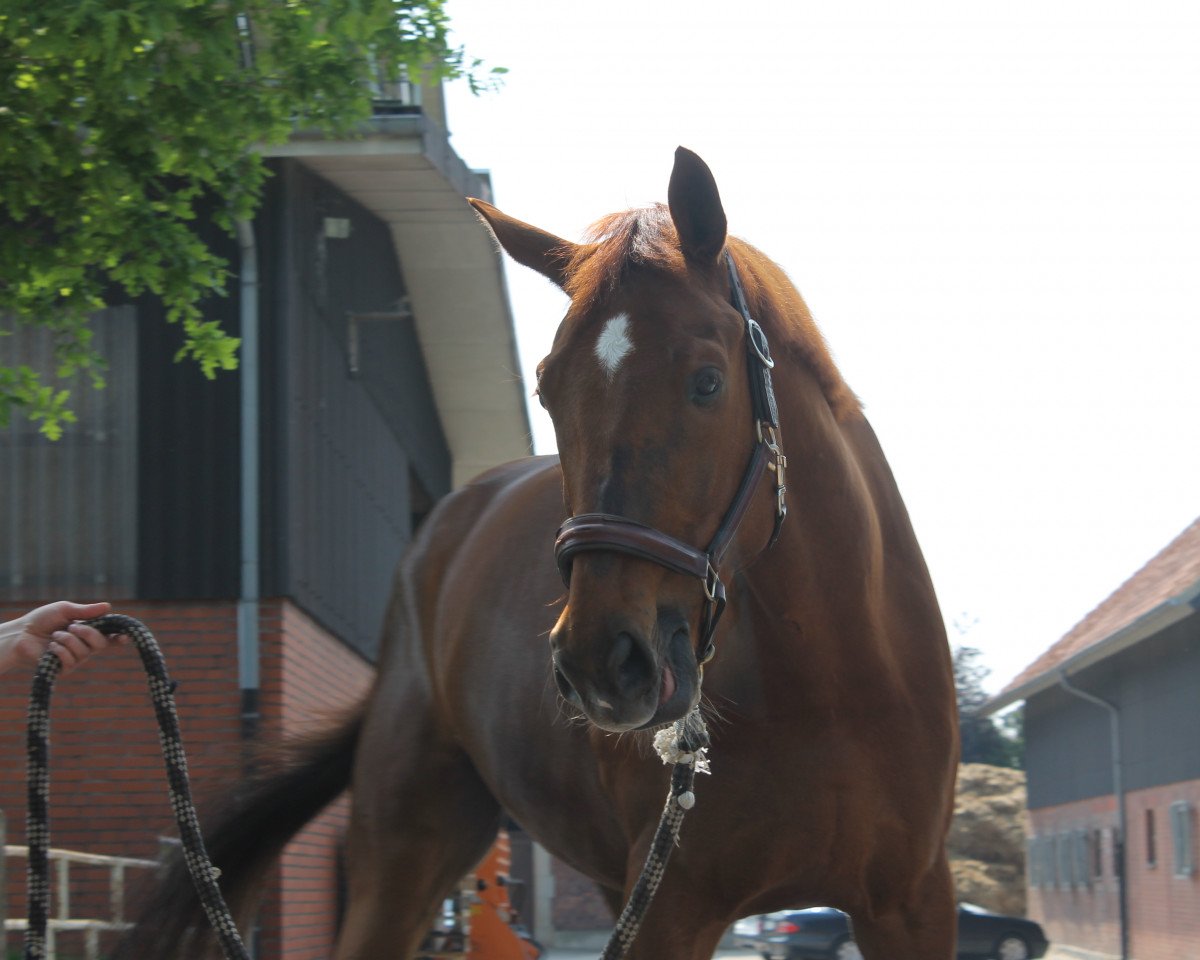 dressage horse Domherr 61 (Hanoverian, 2010, from Don Presidente)