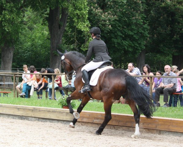 Cheval de dressage Fridolin 93 (Westphalien, 1992, de Fittipaldi)