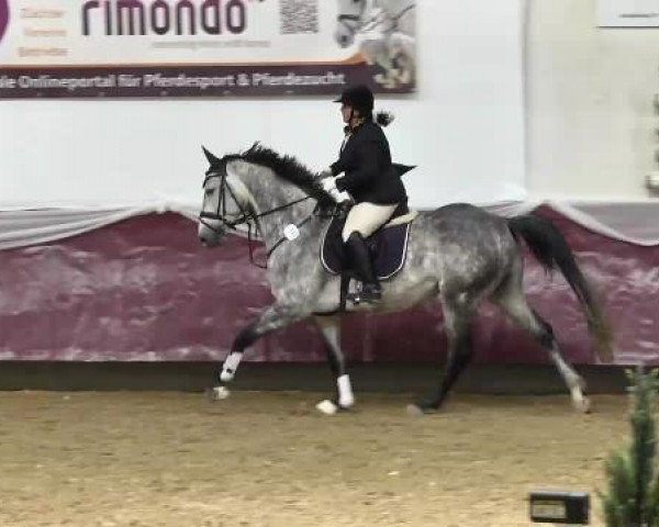 Springturnier Reiterhof Laurent 2015