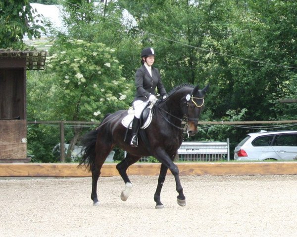Dressurpferd Florian 266 (Westfale, 1993, von Fittipaldi)