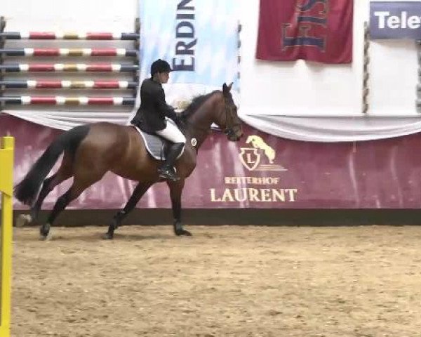Springturnier Reiterhof Laurent 2015
