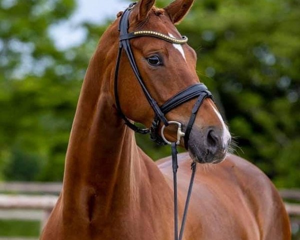 broodmare Filippa (Hanoverian, 2016, from Fürst Wilhelm)