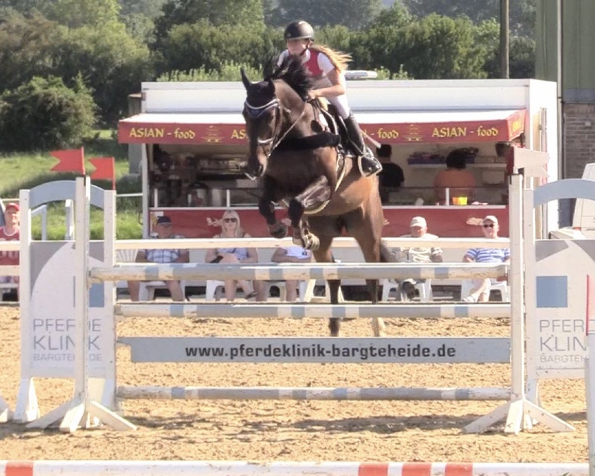 Springpferd Cantenaro (Holsteiner, 2010, von Caretino)