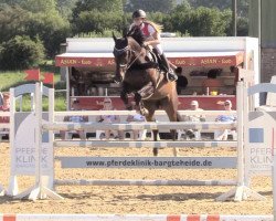 jumper Cantenaro (Holsteiner, 2010, from Caretino)
