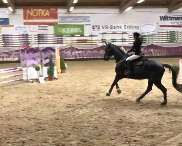 Springturnier Reiterhof Laurent 2015