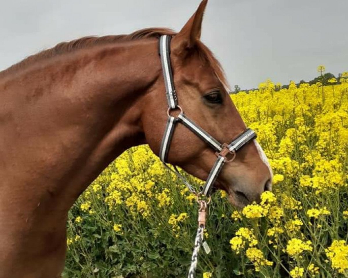 Dressurpferd Allet Jut P (Oldenburger Springpferd, 2015, von Amiro Z)