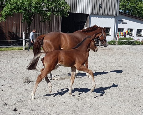 horse Nahdu (Hanoverian, 2020, from Numero Uno)