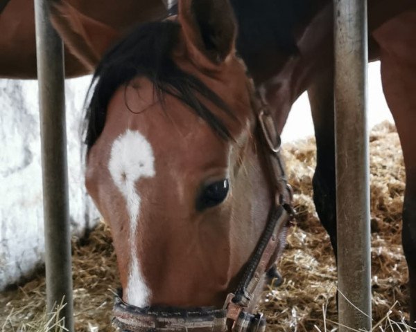 horse Numeros Highlight (Hanoverian, 2019, from Numero Uno)