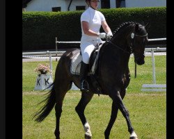 dressage horse Ronaldo 191 (Hanoverian, 2005, from Romancero H)