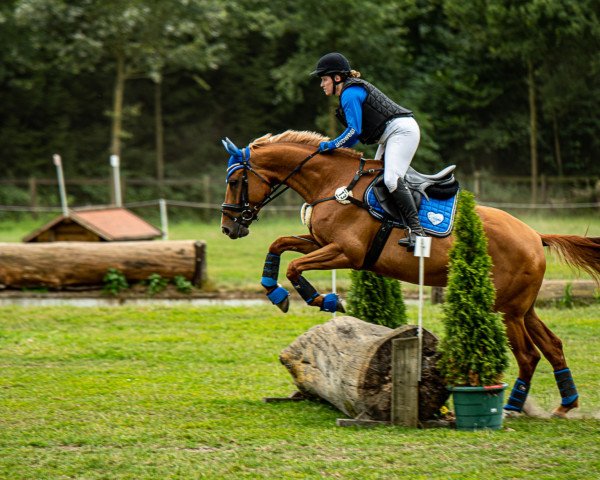 dressage horse Be My Fairy Tale (Westphalian, 2015, from Baccardi)