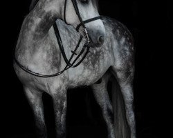 jumper Freedom N (KWPN (Royal Dutch Sporthorse), 2010, from Indoctro)