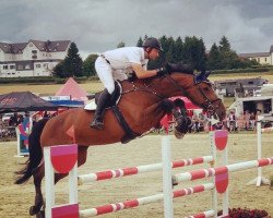 jumper Nightflower (Oldenburg show jumper, 2010, from Numero Uno)