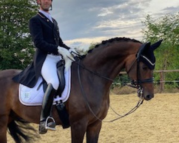dressage horse Skyfall 14 (Hanoverian, 2009, from Sir Donnerhall I) dressage horse Skyfall 14 (Hanoverian, 2009, from Sir Donnerhall I)